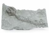 Fossil Crinoid (Cyathocrinites) - Crawfordsville, Indiana #358062-1